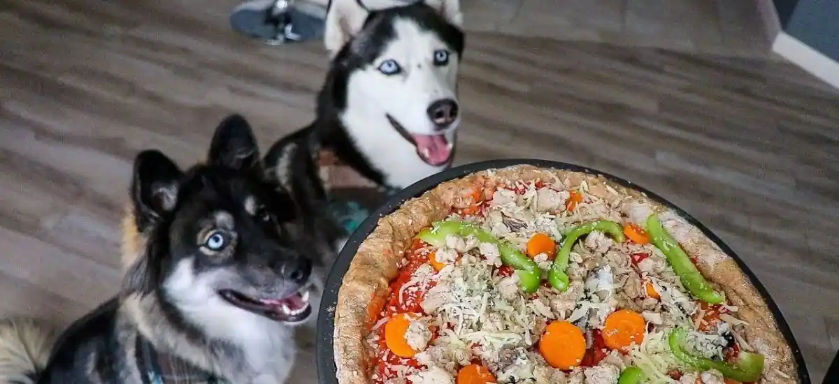 Can Dogs Eat Pizza 