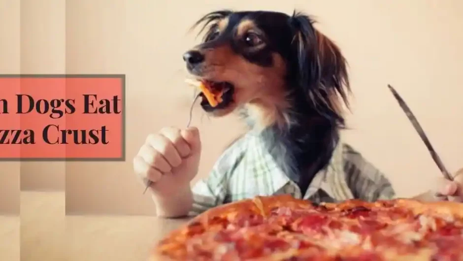 Can Dogs Eat Pizza Crust